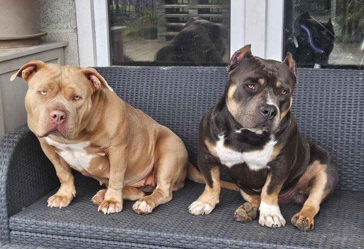 Tri dekreu pocket Bully met Stamboom, Dieren en Toebehoren, Honden | Dekreuen, Reu, Fokker | Hobbymatig, Eén hond, België, 1 tot 2 jaar