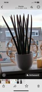 2 kamerplanten in pot, Ophalen of Verzenden, In pot, Halfschaduw, Minder dan 100 cm