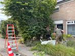 Hoveniersbedrijf  hovenier tuinman onderhoud/aanleg, Garantie, Onderhoud of Restauratie