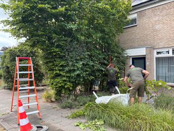 Hoveniersbedrijf  hovenier tuinman onderhoud/aanleg  beschikbaar voor biedingen