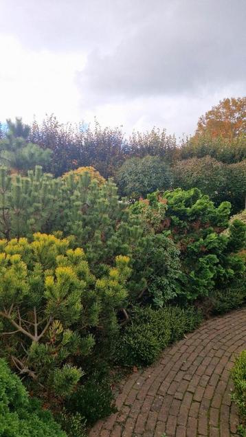 Verschillende struiken - Bergden, dwergcipres, Jeneverbes beschikbaar voor biedingen
