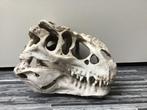 Schedel T-rex kleine replica, Ophalen of Verzenden, Zo goed als nieuw, Reptiel of Amfibie, Schedel