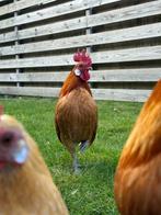 Friese Hoender hanen Geelwitpel - jong en volwassen, Dieren en Toebehoren, Mannelijk, Kip