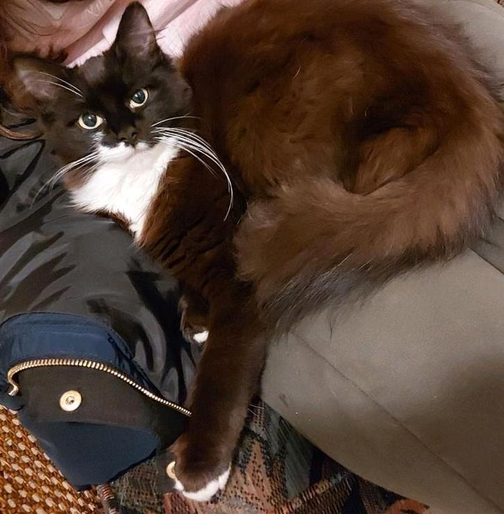 Ragdoll Choco poes bruin, Dieren en Toebehoren, Kattenbakken, Ophalen