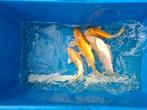 koi, Dieren en Toebehoren, Vissen | Vijvervissen, Karper of Koi