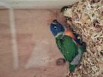 Jonge lori vd blauwe bergen, Geslacht onbekend, Papegaai, Tam