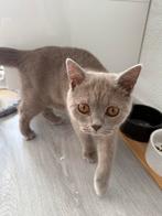 Britse Korthaar Kitten 4 maanden oud, Dieren en Toebehoren, Katten en Kittens | Raskatten | Korthaar, Kater