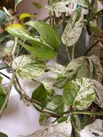 Epipremnum pinnatum marble variegata, verse stek, Huis en Inrichting, Kamerplanten, Ophalen of Verzenden, Halfschaduw, Minder dan 100 cm