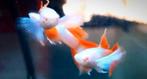 Albino Platinum Dumbo Guppys, Dieren en Toebehoren, Vis