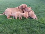 bordeauxdog pups, Dieren en Toebehoren, Honden | Bulldogs, Pinschers en Molossers, Particulier, Meerdere, Bulldog, 8 tot 15 weken