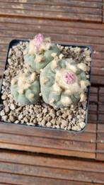 CACTUS LOPHOPHORA FRICII BOLLEN ZEER MOOIE PLANT, Huis en Inrichting, Kamerplanten, Cactus, Minder dan 100 cm, Ophalen of Verzenden