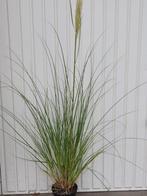 Cortaderia (pampasgras), Zomer, Vaste plant, Overige soorten, Ophalen