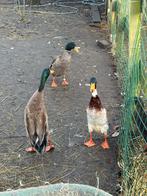 Loopeenden, Dieren en Toebehoren, Mannelijk, Eend