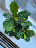 Madagascar Jewel 4 kleine plantjes, Ophalen of Verzenden, Halfschaduw, Minder dan 100 cm