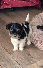 Yorkshire en biewer yorkshire terriërtjes, Yorkshire Terriër, CDV (hondenziekte), 8 tot 15 weken, Meerdere