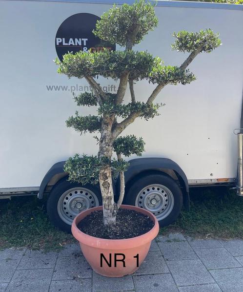 Olijfboom Pon Pon vertakt dikke stam, Tuin en Terras, Planten | Bomen, Olijfboom, 100 tot 250 cm, Volle zon, Zomer, Verzenden