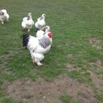 Brahma, Dieren en Toebehoren, Pluimvee, Vrouwelijk, Kip