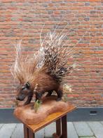 Opgezette Stekelvarken taxidermy opgezet Afrika curiosa hert, Ophalen, Wild dier, Opgezet dier