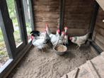 Broedeieren leghorn columbia, Dieren en Toebehoren, Geslacht onbekend, Kip