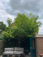 Magnolia boom, Tuin en Terras, Planten | Bomen, Ophalen, Volle zon, Overige soorten