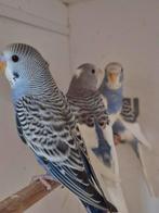 Violet bonte grasparkieten, Dieren en Toebehoren, Vogels | Parkieten en Papegaaien, Meerdere dieren, Parkiet