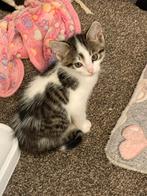 Nog 1 kitten(katertje), geboren 26-04-2025, Dieren en Toebehoren, Meerdere dieren