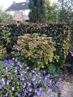 Roze Hortensia met schermbloemen, Overige soorten, Vaste plant, Ophalen of Verzenden, Halfschaduw