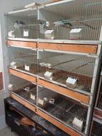 Kweekkooi vogels, Ophalen of Verzenden, Zo goed als nieuw, Hout, Broedkooi of Kweekkooi