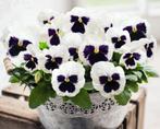 Viooltje Silverbride, Ophalen of Verzenden, Voorjaar, Volle zon, Zaad