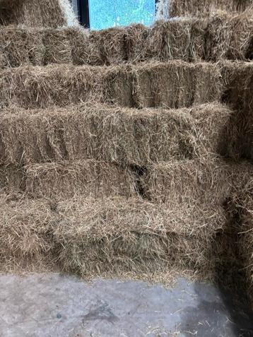 Paardenhooi hooibalen hooi balen beschikbaar voor biedingen