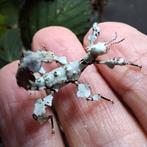 Laatste 4 vrouwtje  australische flappentak Innisfail, 0 tot 2 jaar