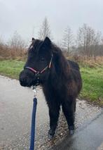 Knap stamboek Shetlander hengstveulen, Dieren en Toebehoren, Pony's, Met stamboom, 0 tot 2 jaar, Hengst, A pony (tot 1.17m)