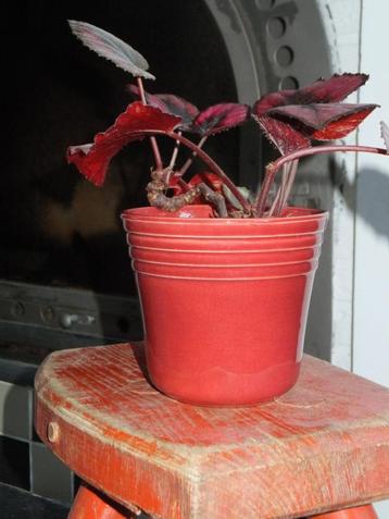 wijnrood vintage bloempotje ribbels adco erica met verzenden beschikbaar voor biedingen