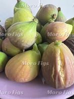 Vijgenboompje Bornholm Diamant, Minder dan 100 cm, Lente, Volle zon, In pot