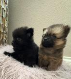 Dwergkees / pomeriaan, CDV (hondenziekte), 8 tot 15 weken, Meerdere, Meerdere dieren
