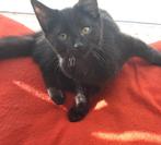 Mooie lieve kittens, Meerdere dieren, Kortharig, 0 tot 2 jaar