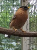 1-0 pagode spreeuw 2025, Dieren en Toebehoren, Vogels | Overige Vogels, Mannelijk, Tropenvogel, Geringd