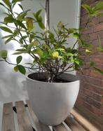 Magnolia in Ecopots flower pot, Ophalen, Overige soorten, Halfschaduw