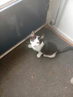 Mooie kittens, Dieren en Toebehoren, Meerdere dieren, Ontwormd