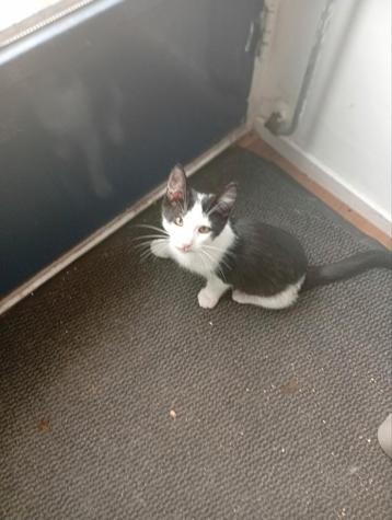 Mooie kittens  vandaag gratis op halen  beschikbaar voor biedingen
