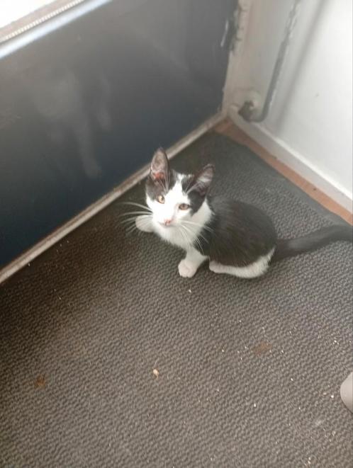 Mooie kittens, Dieren en Toebehoren, Katten en Kittens | Raskatten | Langhaar, Meerdere dieren, Ontwormd