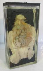 antieke duif op sterk water origineel jaren 1920, Ophalen