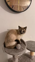 Te koop: Siamese kat “Lulu”, Dieren en Toebehoren, Katten en Kittens | Raskatten | Korthaar, Poes, 0 tot 2 jaar