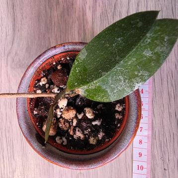 Hoya Phuwuaensis  beschikbaar voor biedingen