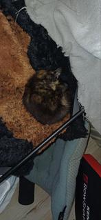 Lieve aanhankelijke kittens ( beide vrouwlijk), Dieren en Toebehoren, Katten en Kittens | Overige Katten