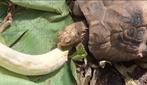 Volwassen Geelkop landschildpad, Dieren en Toebehoren, Schildpad, Tam, 7 tot 10 jaar