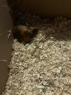 Cavia, November, Mannelijk, Cavia