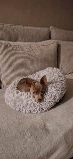 Gouden mandje gezocht !, Dieren en Toebehoren, Rabiës (hondsdolheid), 15 weken tot 1 jaar, Reu, Eén hond