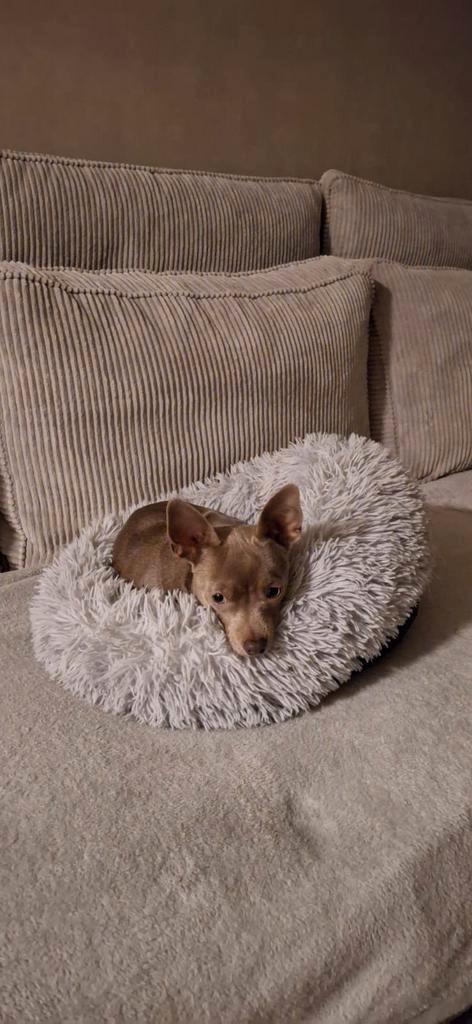 Gouden mandje gezocht !, Dieren en Toebehoren, Honden | Chihuahua's en Gezelschapshonden, Reu, Chihuahua, Particulier, Eén hond
