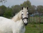 Lieve 12 jarige epony merrie, Dieren en Toebehoren, Pony's, B, Dressuurpony, 11 jaar of ouder, Merrie